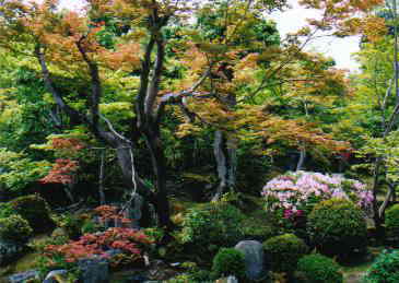 �V�����̐V��